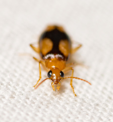 Nemotarsus elegans