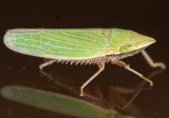 Draeculacephala navicula