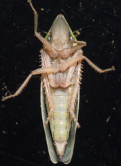 Draeculacephala navicula