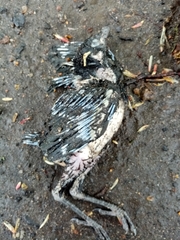 Aves