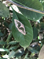 Celenna festivaria