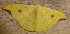 Tridrepana fulvata