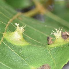 Phylloxera caryaefoliae