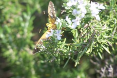 Apyrrothrix araxes