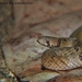 Duméril's Kukri Snake - Photo (c) Pasindu Dilshan Abegunawaradhana, some rights reserved (CC BY-NC), uploaded by Pasindu Dilshan Abegunawaradhana