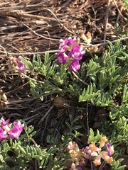 Astragalus nothoxys