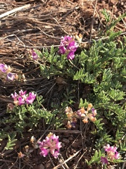 Astragalus nothoxys