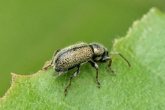 Phyllobius betulinus