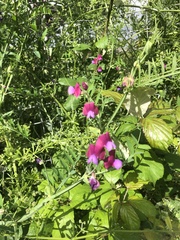 Lathyrus