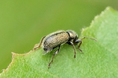 Phyllobius betulinus