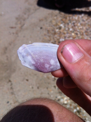 Tellinidae