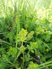 Cruciata laevipes