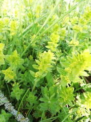 Cruciata laevipes