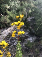 Hypericum