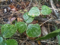 Rhynchosia caribaea