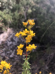 Hypericum