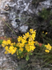 Hypericum