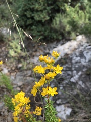 Hypericum