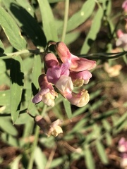 Lathyrus lanszwertii