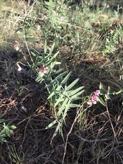 Lathyrus lanszwertii