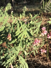 Lathyrus lanszwertii