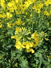 Brassica napus