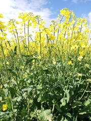 Brassica napus