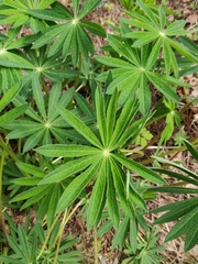 Lupinus polyphyllus