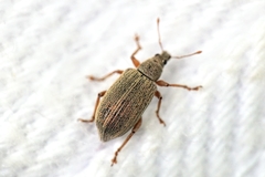 Polydrusus cocciferae