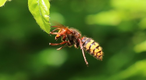 Frelon européen