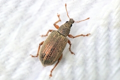 Polydrusus cocciferae