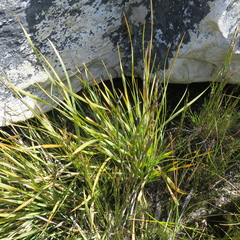 Bobartia paniculata