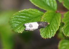 Notocelia cynosbatella