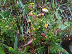 Felicia erigeroides