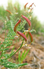 Astragalus eremiticus