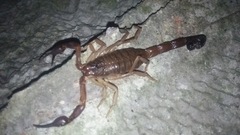 Scorpionidae