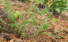 Astragalus eremiticus