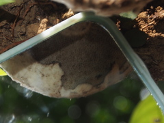 Strobilomyces latirimosus