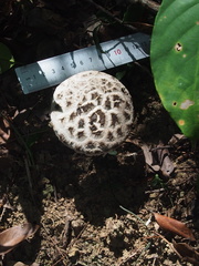 Strobilomyces latirimosus