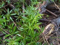 Pharnaceum thunbergii