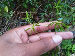 Pharnaceum thunbergii