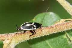 Phyllodromica marginata
