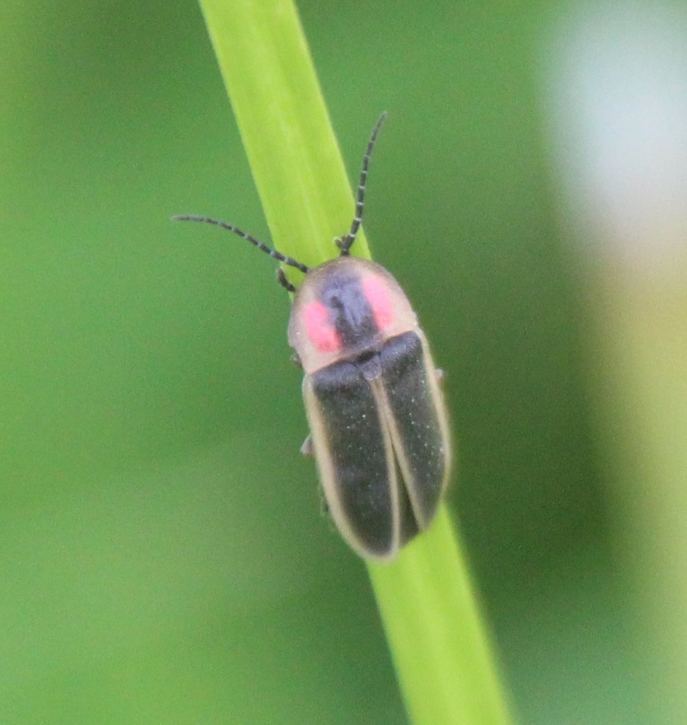 Double Cousin Firefly