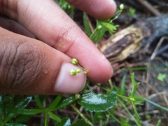 Pharnaceum thunbergii