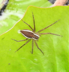 Nilus