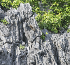 Callosciurus erythraeus