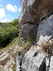 Festuca pallens