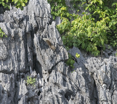 Callosciurus erythraeus