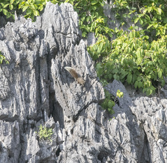 Callosciurus erythraeus