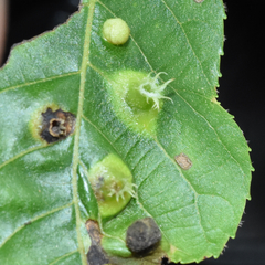 Phylloxera caryaefoliae